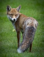 Brown Fox�